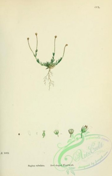 english_botany-00355 - Awl-shaped Pearlwort, sagina subulata