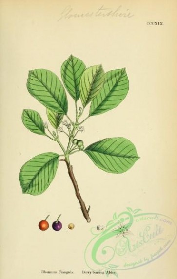 english_botany-00356 - Berry-bearing Alder, rhamnus frangula