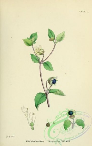english_botany-00357 - Berry-bearing Chickweed, cucubalus bacciferus