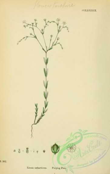 english_botany-00461 - Purging Flax, linum catharticum