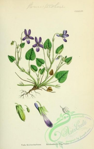english_botany-00466 - Reichenbach's Dog Violet, viola reichenbachiana