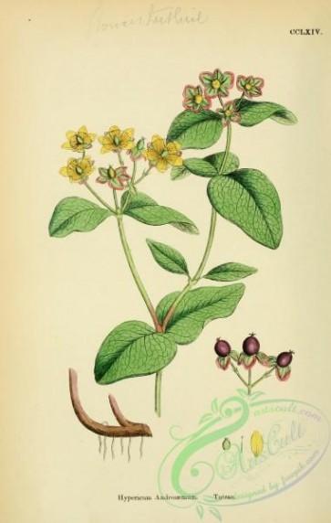 english_botany-00502 - Tutsan, hypericum androsaemum