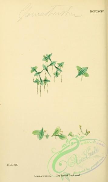 english_botany-00594 - Ivy-leaved Duckweed, lemna trisulca