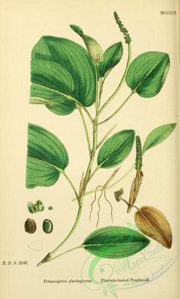english_botany-00629 - Plantain-leaved Pondweed, potamogeton plantagineus