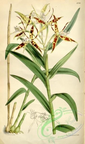 epidendrum-00117 - Epidendrum criniferum