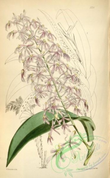 epidendrum-00131 - Epidendrum paniculatum