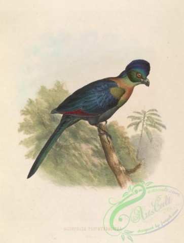 exotic_birds-00104 - Purple-crested Turaco, musophaga porphyreolopha