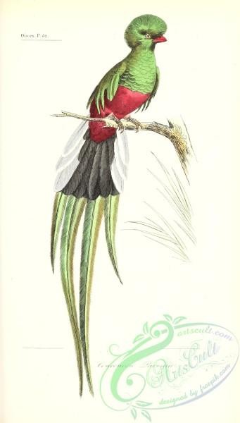 exotic_birds-00146 - Pavonine Quetzal, trogon pavoninus