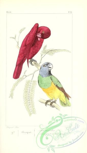 exotic_birds-00163 - Senegal Parrot, psittacus senegalus