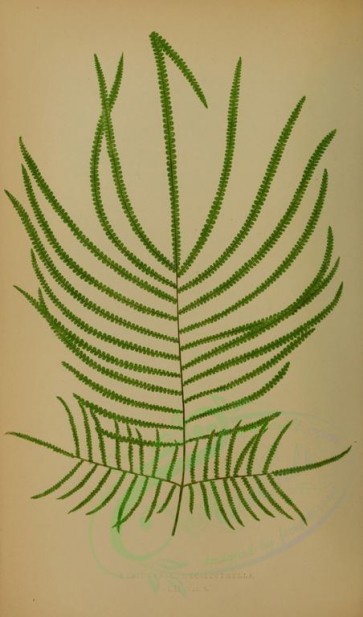 ferns-00620 - gleichenia hecistophylla (L) [2758x4682]