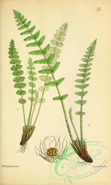 ferns-01737 - 006-woodsia hyperborea, woodsia ilvensis
