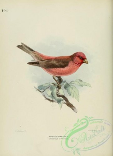 finches-00018 - SINAITIC ROSE-FINCH