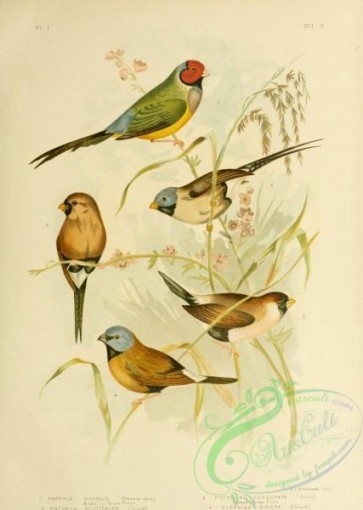 finches-00287 - Beautiful Grass-Finch, Masked Grass-Finch, Long-tailed Grass-Finch, Banded Grass-Finch, White-eared Grass-Finch