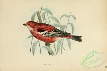 finches-00349 - Pallas's Rosefinch, carpodacus roseus, 2