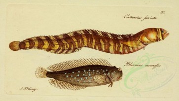 fishes-01029 - Banded Gunnel, blennius cavernosus (uL) [3657x2071]