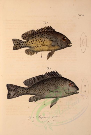 fishes-01232 - diagramma galerina (uL), diagramma ounctatum (uL) [2055x3024]