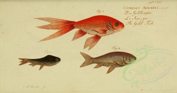 fishes-01507 - Goldfish [3811x2003]