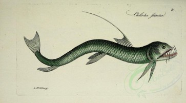 fishes-01638 - choliodus setinotus (uL) [3059x1692]
