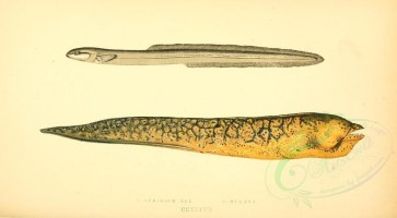 fishes-01866 - Ophidium Eel, Murena [3582x1976]