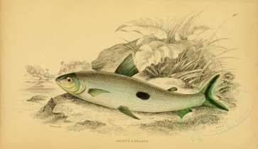 fishes-02689 - hemiodus unimaculatus (L) [3182x1833]