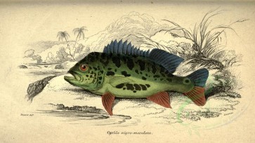 fishes-02857 - cychla nigro-maculata (uL) [3630x2044]