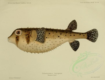 fishes-02917 - chilomycterus lissogenys [3406x2594]