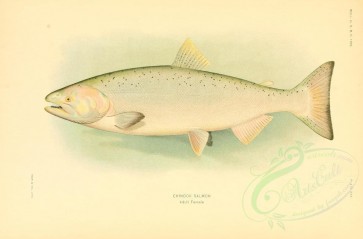 fishes-02976 - Chinook Salmon, 2 [2990x1970]
