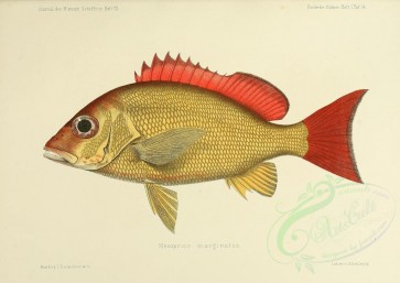 fishes-03099 - 040-mesoprion marginatus [3646x2580]
