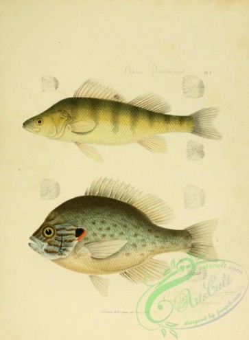 fishes-05115 - 001-Red-finned Perch, perca flavescens, Perch or Sun-fish, pomotis vulgaris