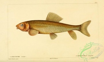 fishes-05596 - River Carpsucker, catostomus carpio