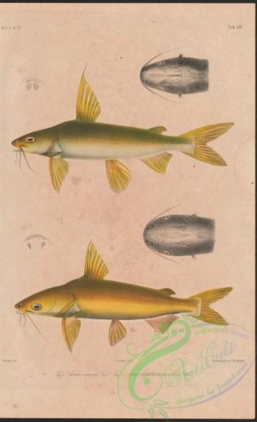 fishes-06211 - 040-arius venosus, arius leptonotacanthus