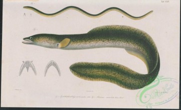 fishes-06267 - 001-aphthalmichthys abbreviatus, muraena maculata