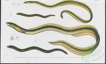 fishes-06286 - 020-ophichthys macrochir, gymnomuraena micropterus, pisoodonophis boro, gymnomuraena xanthopterus