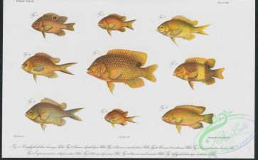 fishes-06362 - 047-paraglyphidodon bonang, chromis lepidolepis, eupomacentrus albofasciatus, chromis lepisurus, chromis insulindicus, chromis ternatensis, eupomacentrus lividus