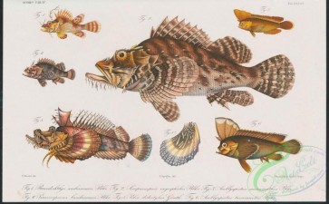 fishes-06373 - 058-pteroidichthys amboinensis, parascorpaena bandanensis, pelor didactylus, amblyapistus macracanthus, amblyapistus taenianotus