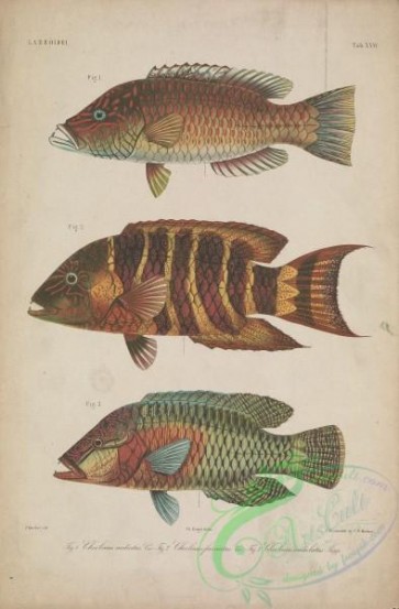 fishes-06442 - 025-Cheeklined Wrasse, cheilinus radiatus, Redbreasted Wrasse, cheilinus fasciatus, Humphead Wrasse, cheilinus undulatus