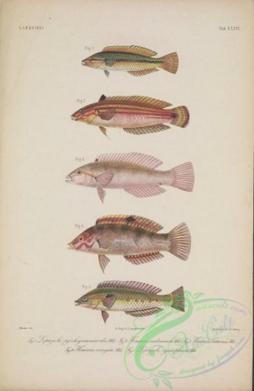fishes-06452 - 035-Shoulder-Spot Wrasse, leptojulis pyrrhogrammatoides, hemicoris caudimacula, Batu Coris, hemicoris batuensis, hemicoris variegata, Shoulder-Spot Wrasse, leptojulis cyanopleura