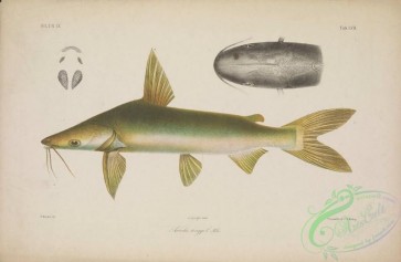 fishes-06472 - 055-ariodes tonggol