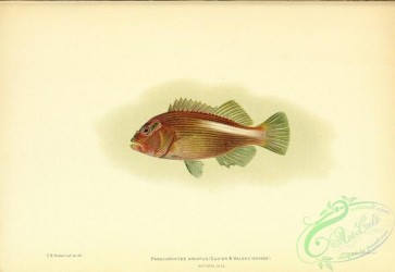 fishes-06770 - 069-Arc-Eye Hawkfish, paracirrhites arcatus