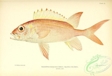 fishes-06777 - 003-Squirrel-Fish, holocentrus ascensionis
