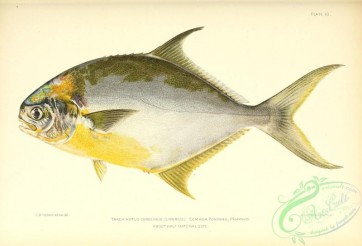 fishes-06784 - 010-Common Pompano, trachinotus carolinus