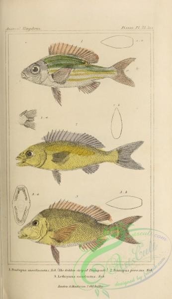 fishes-06902 - 079-pentapus aurolineatus, Northwest Australian Whiptail, pentapus porosus, lethrynus esculentus
