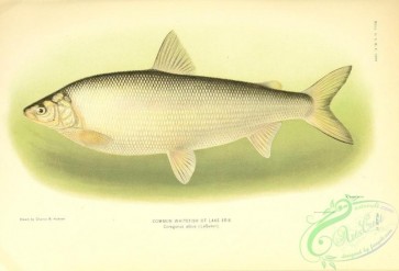 fishes-06972 - Common Whitefish of Lake Erie, coregonus albus
