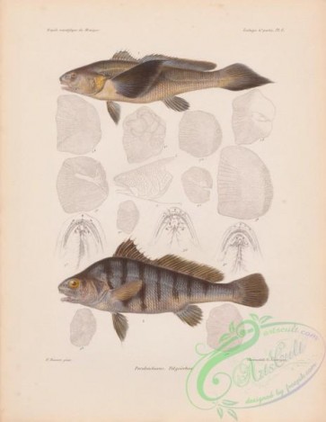 fishes-07098 - 011-Peters' Banded Croaker, paralonchurus petersii, Suco Croaker, polycirrhus dumerilii