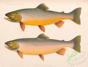 fishes-07125 - 004-Blueback Trout, salvelinus oquassa