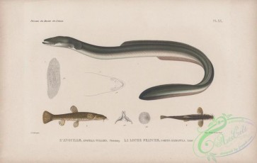 fishes-07150 - 020-European Eel, anguilla vulgaris, Stone Loach, cobitis barbatula