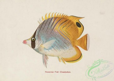 fishes-07157 - Hawaiian Fish - Chaetodon