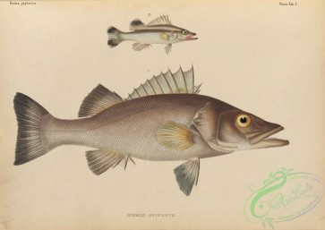 fishes-07168 - 001-Ara, niphon spinosus
