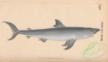 fishes-07387 - 044-Porbeagle Shark