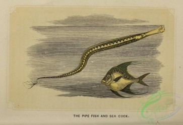fishes-07514 - 007-Pipe Fish, Sea Cock